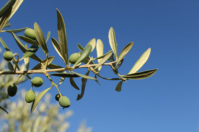 Organic Olive Oil